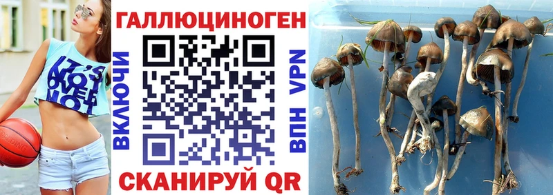 Галлюциногенные грибы GOLDEN TEACHER  Моздок 